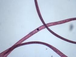 FIGURE 3. When imaging a textile fiber sample in a microspectrophotometer, the black square in the center of the image is the entrance aperture for the spectrophotometer component. The user simply moves the sample stage so the black square is superimposed on the area to be measured. FIGURE 3. When imaging a textile fiber sample in a microspectrophotometer, the black square in the center of the image is the entrance aperture for the spectrophotometer component. The user simply moves the sample stage so the black square is superimposed on the area to be measured.