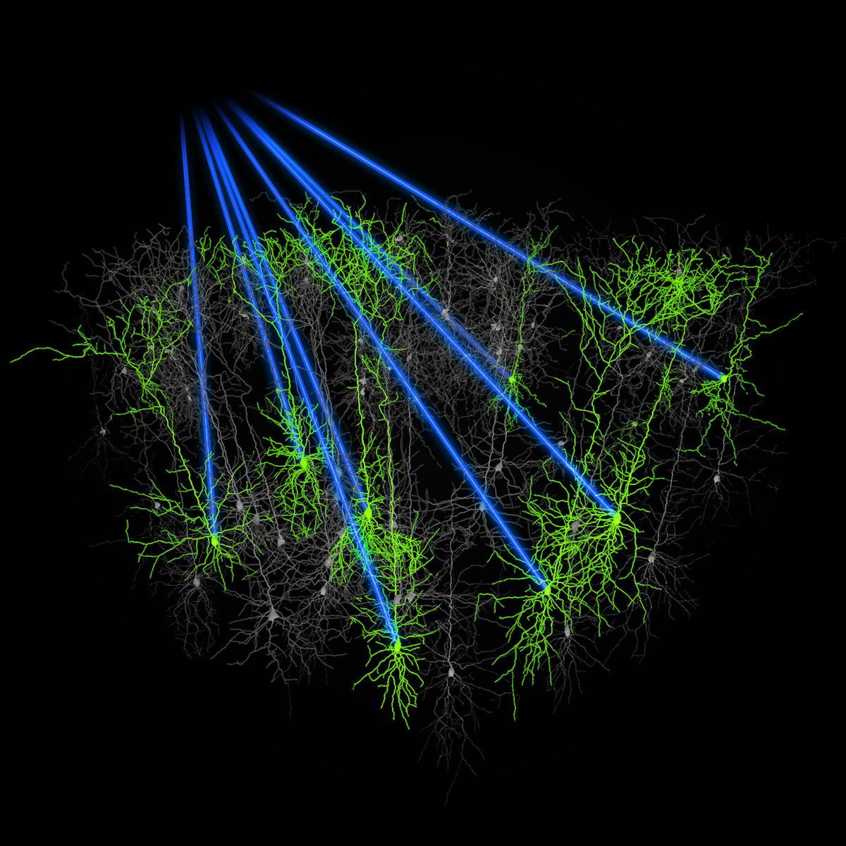 FIGURE 3. Higher power from femtosecond laser sources enables activation of multiple neurons within a population simultaneously, as shown in this artistic rendering.