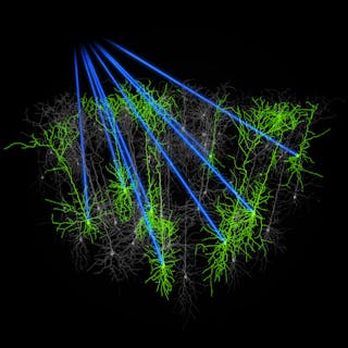 FIGURE 3. Higher power from femtosecond laser sources enables activation of multiple neurons within a population simultaneously, as shown in this artistic rendering.