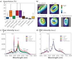 FIGURE 5. Results of three feature analyses: Importance distribution of morphological features (a); a 3D surface plot of a single cell (b); raw spectral profiles of different bacterial cells (c); and spectral profiles of different bacterial cells after preprocessing (d). FIGURE 5. Results of three feature analyses: Importance distribution of morphological features (a); a 3D surface plot of a single cell (b); raw spectral profiles of different bacterial cells (c); and spectral profiles of different bacterial cells after preprocessing (d).