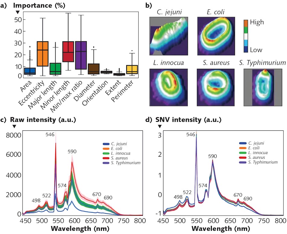 FIGURE 5. Results of three feature analyses: Importance distribution of morphological features (a); a 3D surface plot of a single cell (b); raw spectral profiles of different bacterial cells (c); and spectral profiles of different bacterial cells after preprocessing (d).