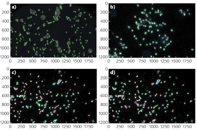 Spectral angle mapping (SAM) allowed differentiation of cells imaged using hyperspectral dark-field microscopy. Cells below the threshold spectral angle are marked as positive using a green outline; cells above the threshold are marked as negative with a red outline. Isolate cell detection shows positive E. coli 157:H7 (a) and Listeria monocytogenes (b). A slide with both pathogens depict E. coli (c) at positive (48) and negative (65), and Listeria monocytogenes (d) at positive (66) and negative (47).
