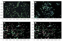 Spectral angle mapping (SAM) allowed differentiation of cells imaged using hyperspectral dark-field microscopy. Cells below the threshold spectral angle are marked as positive using a green outline; cells above the threshold are marked as negative with a red outline. Isolate cell detection shows positive E. coli 157:H7 (a) and Listeria monocytogenes (b). A slide with both pathogens depict E. coli (c) at positive (48) and negative (65), and Listeria monocytogenes (d) at positive (66) and negative (47). Spectral angle mapping (SAM) allowed differentiation of cells imaged using hyperspectral dark-field microscopy. Cells below the threshold spectral angle are marked as positive using a green outline; cells above the threshold are marked as negative with a red outline. Isolate cell detection shows positive E. coli 157:H7 (a) and Listeria monocytogenes (b). A slide with both pathogens depict E. coli (c) at positive (48) and negative (65), and Listeria monocytogenes (d) at positive (66) and negative (47).