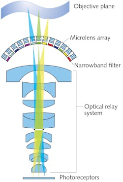 FIGURE 1. This cross-sectional schematic of the MCCEC shows narrowband optical filters fixed behind the microlens array, with seven wavebands in total for multispectral imaging.
