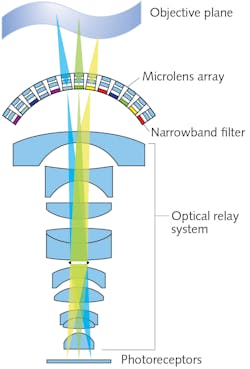 FIGURE 1. This cross-sectional schematic of the MCCEC shows narrowband optical filters fixed behind the microlens array, with seven wavebands in total for multispectral imaging. FIGURE 1. This cross-sectional schematic of the MCCEC shows narrowband optical filters fixed behind the microlens array, with seven wavebands in total for multispectral imaging.