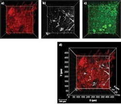 FIGURE 3. Murine lymph-node z stack images, where z = 300 μm, are obtained using a Coherent Monaco Opera-F combination tuned to a wavelength of 1630 nm and a LaVision Trim Scope microscope. The red image is due to 3P excitation of tdTomato (a fluorescent protein) detected at 595 (±20) nm (a), the white image is due to SHG signals from collagen fibers detected at 810 (±45) nm (b), and the green signal originates from THG of lipid bilayers, lipids, or other anisotropic structures and was detected at 525 (±25) nm (c). The composite image combines the tdTomato and SHG signals (d). FIGURE 3. Murine lymph-node z stack images, where z = 300 μm, are obtained using a Coherent Monaco Opera-F combination tuned to a wavelength of 1630 nm and a LaVision Trim Scope microscope. The red image is due to 3P excitation of tdTomato (a fluorescent protein) detected at 595 (±20) nm (a), the white image is due to SHG signals from collagen fibers detected at 810 (±45) nm (b), and the green signal originates from THG of lipid bilayers, lipids, or other anisotropic structures and was detected at 525 (±25) nm (c). The composite image combines the tdTomato and SHG signals (d).