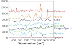 FIGURE 1. Raman spectra of common biological molecules: cholesterol, triolene, acitin, DNA, oleic acid, collagen (type 1), glycogen, and lycopene. FIGURE 1. Raman spectra of common biological molecules: cholesterol, triolene, acitin, DNA, oleic acid, collagen (type 1), glycogen, and lycopene.