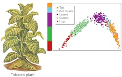 FIGURE 4. Stalk position of the tobacco plants shows most overlap occurs between red leaves and tips, where characteristics are largely similar.