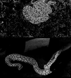 FIGURE 3. A python image at 850 nm (inverted and saturated) was taken in a mixed background. FIGURE 3. A python image at 850 nm (inverted and saturated) was taken in a mixed background.