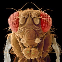 FIGURE 1. Micrograph of a Drosophila melanogaster fruit fly.