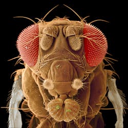 FIGURE 1. Micrograph of a Drosophila melanogaster fruit fly. FIGURE 1. Micrograph of a Drosophila melanogaster fruit fly.