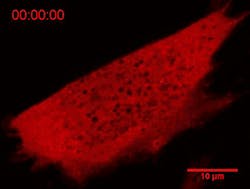 Princeton researchers designed the OptoDroplet probe to interact with a cell to understand how certain proteins assemble into important functional cellular components.