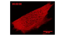 Princeton researchers designed the OptoDroplet probe to interact with a cell to understand how certain proteins assemble into important functional cellular components.