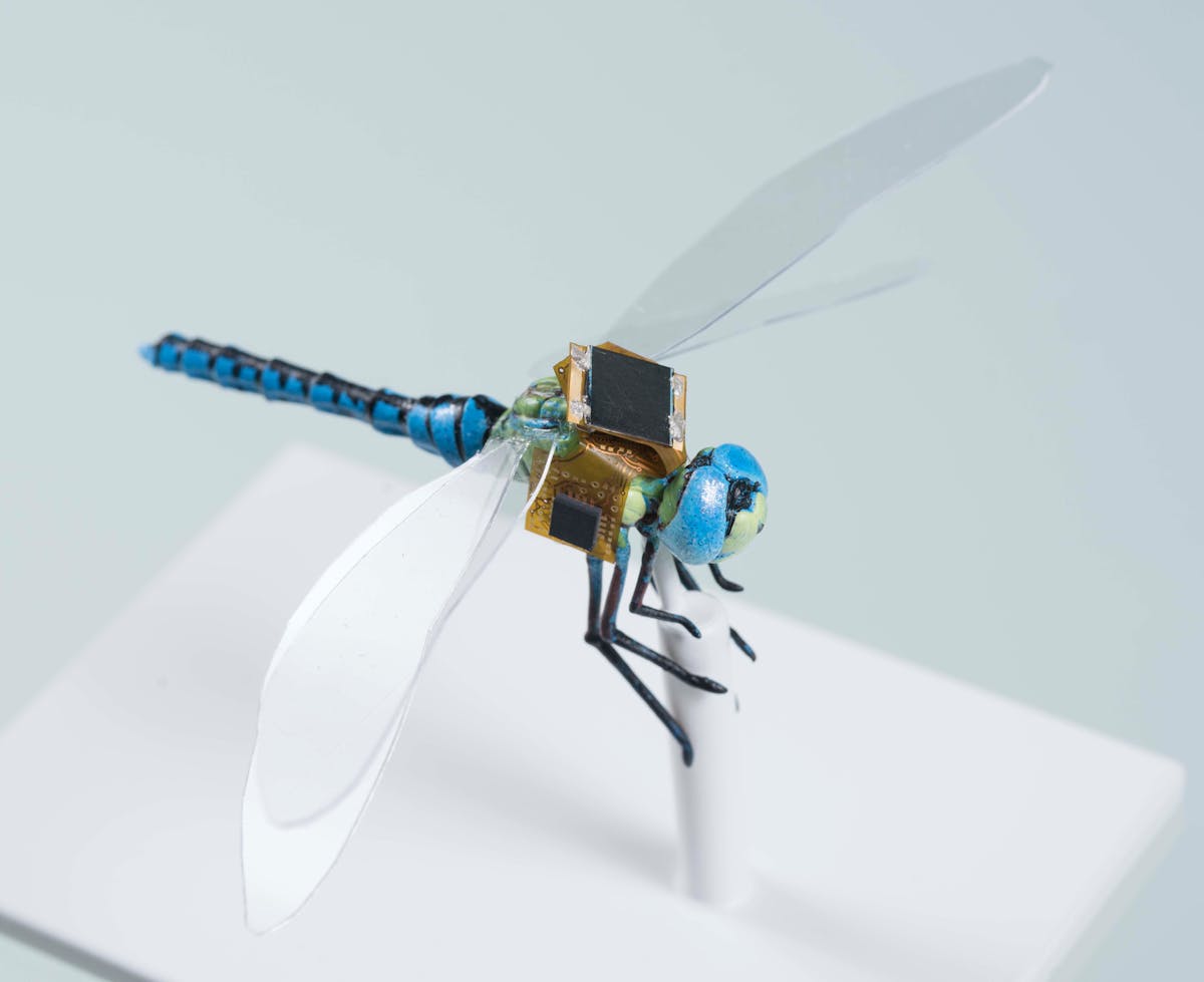 FIGURE 1. A prototype cyborg dragonfly carries sensors and a photovoltaic power supply; the addition of optogenetically controlled steering will complete the conversion of this insect into a tiny externally controlled drone that can continually power itself by pausing to eat other insects.