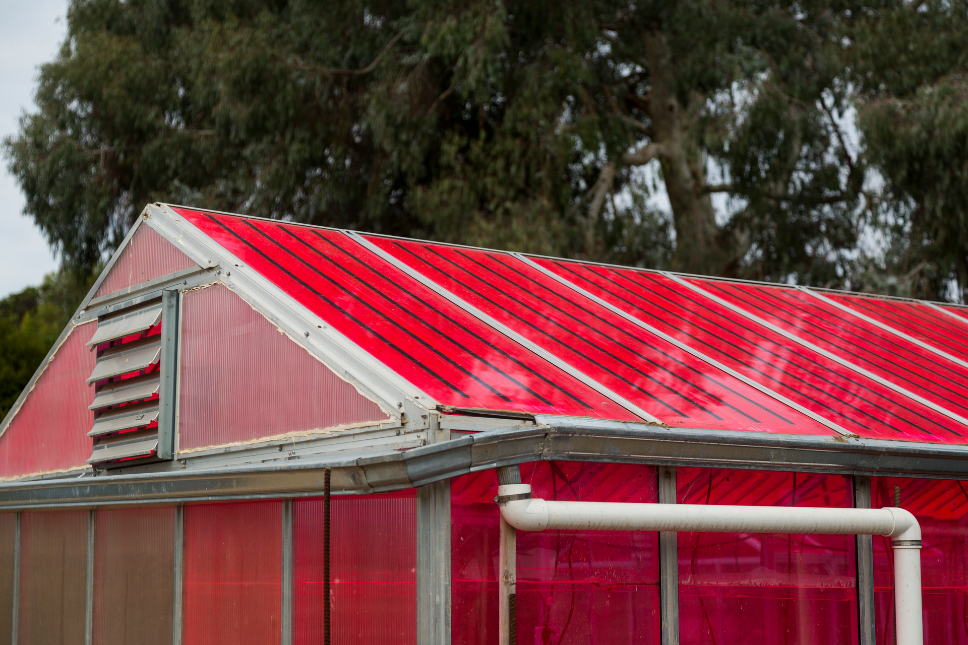Plants grown in this luminescent solar concentrator (LSC)-equipped greenhouse fared as well or better than plants grown in conventional greenhouses; these LSCs convert about 4% of the sunlight striking them to electricity.