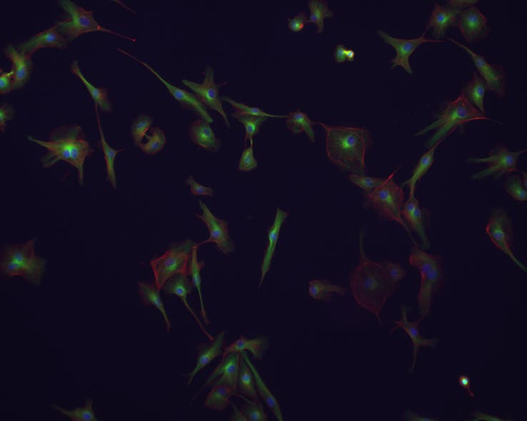 A cellular sample imaged using an Olympus microscope equipped with a Spectra-X LED light engine from Lumencor and Semrock&apos;s LED-DA/FI/TR/Cy5-4X-A filter set.