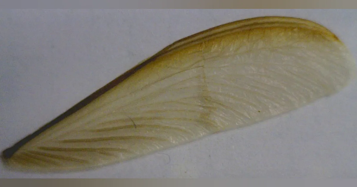 Probe Lens Insects Biophotonics: Optical probe characterizes biophotonic insect-wing ...