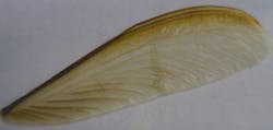 A transparent wing from a rain fly has photonic structures at a large range of different scale lengths.