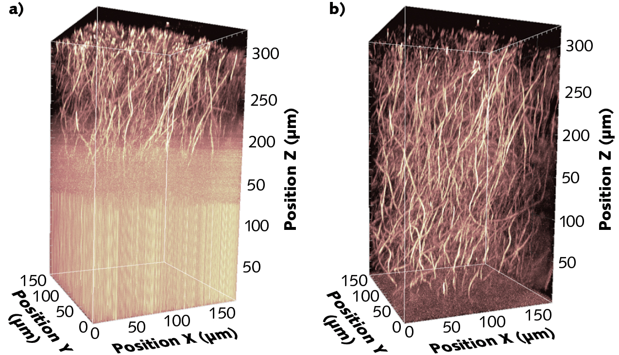 FIGURE 1. Two-photon excited fluorescence images of a 300-&micro;m-thick mouse brain slice stained with Alexa 647, with excitations at 780 nm (a) and 1300 nm (b). Measurements were taken in cooperation with the Max-Planck-Institute of Experimental Medicine (G&ouml;ttingen, Germany).