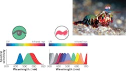 The mantis shrimp (inset) has 12 different kinds of cones in their eyes. The mantis shrimp (inset) has 12 different kinds of cones in their eyes.