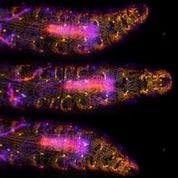 FIGURE 3. In these three images of a moving Drosophila larva captured by SCAPE 2.0 at 10 vps [3] ventral proprioceptive neurons are labeled with GFP and imaged using 488 nm excitation. Colors (from yellow to blue) denote signals from different depths into the sample. For full details, see R. Vaadia et al. [4] and for a real-time video sequence from this study, see http://bit.ly/SCAPE2019.