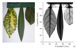 FIGURE 3. Leaves are seen in visible light (left) and at 0.3 GHz in transmission imaging (right). FIGURE 3. Leaves are seen in visible light (left) and at 0.3 GHz in transmission imaging (right).