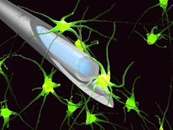 A single multimode fiber serves as an in vivo neuroimager; image information carried by its multiple modes is unscrambled by a spatial light modulator at the other end of the fiber. A single multimode fiber serves as an in vivo neuroimager; image information carried by its multiple modes is unscrambled by a spatial light modulator at the other end of the fiber.