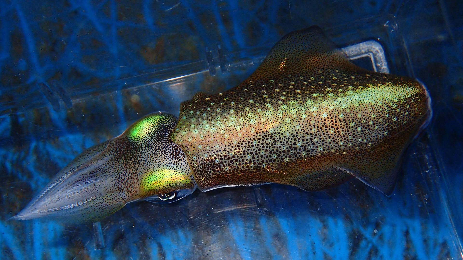 Tomocube Squid Reflectins 5f7e049aa249d