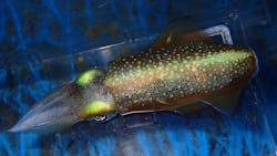 Tomocube Squid Reflectins 5f7e049aa249d Tomocube Squid Reflectins 5f7e049aa249d