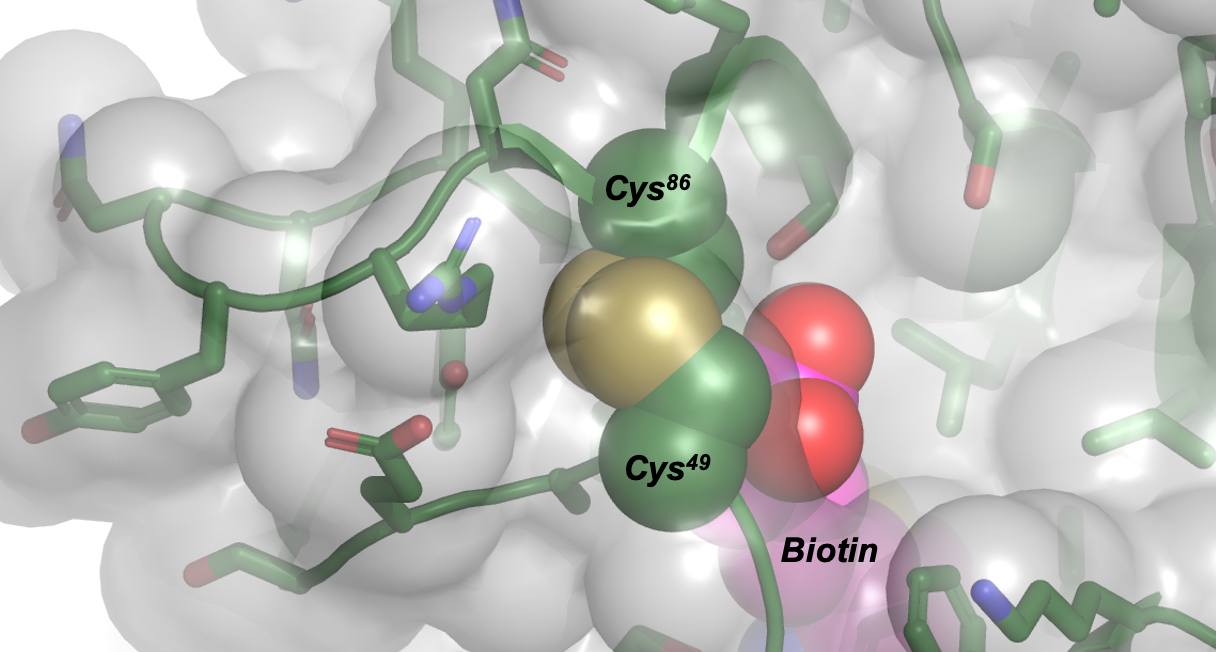 Trapped Biotin 50538602892 O Cropped 5fc7c753cb8da