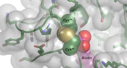 Trapped Biotin 50538602892 O Cropped 5fc7c753cb8da Trapped Biotin 50538602892 O Cropped 5fc7c753cb8da