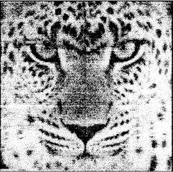 FIGURE 4. In the first image from a 1 Mjot digital single-bit QIS array operating at 1040 fps, artifacts appear from framegrabber synchronization. FIGURE 4. In the first image from a 1 Mjot digital single-bit QIS array operating at 1040 fps, artifacts appear from framegrabber synchronization.