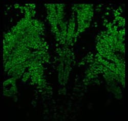FIGURE 1. Delicate tissues require delicate imaging approaches. This section from a z-stack of a larval zebrafish brain (GcAMP) was produced using 1330 nm at 1 MHz using KMLabs’ Y-Fi OPA. The young zebrafish is very susceptible to heat-induced damage, and the low repetition rate prevented damage caused by high average power. FIGURE 1. Delicate tissues require delicate imaging approaches. This section from a z-stack of a larval zebrafish brain (GcAMP) was produced using 1330 nm at 1 MHz using KMLabs’ Y-Fi OPA. The young zebrafish is very susceptible to heat-induced damage, and the low repetition rate prevented damage caused by high average power.