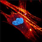 FIGURE 1. High-resolution multiphoton image of a human stem cell with ATTO-labeled actin and DAPI-labeled nucleus.