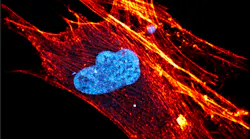 FIGURE 1. High-resolution multiphoton image of a human stem cell with ATTO-labeled actin and DAPI-labeled nucleus.