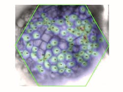Gastropod mollusks such as Aplysia californica have very large individual neurons, allowing their activity to be imaged with voltage-sensitive dyes to investigate the relationships that create functional networks to accomplish specific tasks. Gastropod mollusks such as Aplysia californica have very large individual neurons, allowing their activity to be imaged with voltage-sensitive dyes to investigate the relationships that create functional networks to accomplish specific tasks.