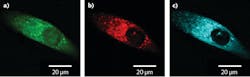 FIGURE 3. High-resolution SRS images of human prostate cancer cells treated with an alkyne-based reporter molecule developed for cellular pH sensing.7 Green is used to represent the SRS intensity at 2933 cm-1 (a), red at 2851 cm-1 (b), and cyan at 2221 cm-1 (c). FIGURE 3. High-resolution SRS images of human prostate cancer cells treated with an alkyne-based reporter molecule developed for cellular pH sensing.7 Green is used to represent the SRS intensity at 2933 cm-1 (a), red at 2851 cm-1 (b), and cyan at 2221 cm-1 (c).