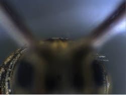 FIGURE 2. Researchers can&apos;t always see as much depth as desired in some objects, such as insects (top), but more of the z-plane appears when using the Live EDF (extended depth of field) plug-in with Media Cybernetics&apos; Image-Pro Plus software (bottom).