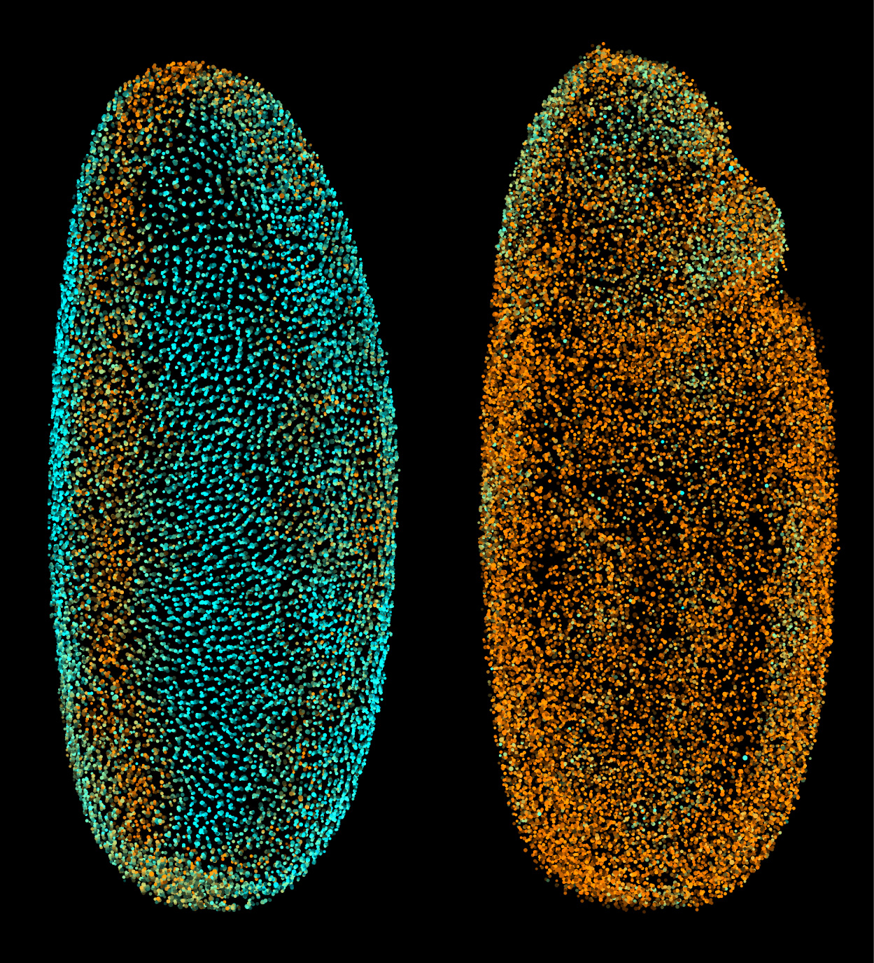 FIGURE 1. Using DSLM-SI, cells in a fly embryo can be reconstructed. These orthographic renderings come from data at 3.20 and 4.85 hours post-fertilization (left and right, respectively). Each sphere corresponds to one nucleus, with the color encoding the average local nuclear movement speed (cyan to orange: 0-0.8 &micro;m/min).