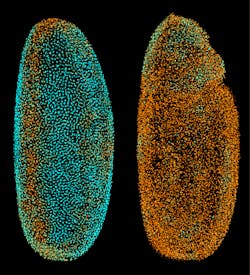 FIGURE 1. Using DSLM-SI, cells in a fly embryo can be reconstructed. These orthographic renderings come from data at 3.20 and 4.85 hours post-fertilization (left and right, respectively). Each sphere corresponds to one nucleus, with the color encoding the average local nuclear movement speed (cyan to orange: 0-0.8 µm/min). FIGURE 1. Using DSLM-SI, cells in a fly embryo can be reconstructed. These orthographic renderings come from data at 3.20 and 4.85 hours post-fertilization (left and right, respectively). Each sphere corresponds to one nucleus, with the color encoding the average local nuclear movement speed (cyan to orange: 0-0.8 µm/min).