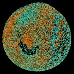 FIGURE 2. DSLM images of a zebrafish embryo can reveal developmental features, such as the gap here, which is the closing blastopore, where the tail of the fish will form. FIGURE 2. DSLM images of a zebrafish embryo can reveal developmental features, such as the gap here, which is the closing blastopore, where the tail of the fish will form.