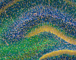 FIGURE 2. Thomas Deerinck captured this image of a rat hippocampus–a part of the brain involved with spatial navigation and memory–earning him Second Prize in the Olympus BioScapes competition. His specimen was stained to reveal the distribution of glia (cyan), neurofilaments (green) and cell nuclei (yellow).