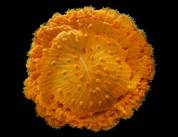 FIGURE 3. The Olympus BioScapes competition recognized James Nicholson&apos;s image of coral as the Third Prize winner, which shows the coral&apos;s acrospheres&ndash;or tentacle tips&ndash;enhanced by reflected illumination and a type of epifluorescence that is achieved without using a barrier filter.