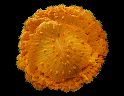 FIGURE 3. The Olympus BioScapes competition recognized James Nicholson's image of coral as the Third Prize winner, which shows the coral's acrospheres–or tentacle tips–enhanced by reflected illumination and a type of epifluorescence that is achieved without using a barrier filter.