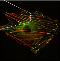 FIGURE 3. A stack of 20 planes was used to create this three-dimensional confocal image of a vascular smooth muscle cell transfected with pGFP-vinculin and pmRFP-actin. The white dashed lines represent the AFM tip above the cell surface.