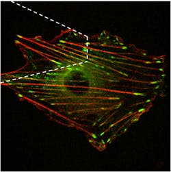 FIGURE 3. A stack of 20 planes was used to create this three-dimensional confocal image of a vascular smooth muscle cell transfected with pGFP-vinculin and pmRFP-actin. The white dashed lines represent the AFM tip above the cell surface. FIGURE 3. A stack of 20 planes was used to create this three-dimensional confocal image of a vascular smooth muscle cell transfected with pGFP-vinculin and pmRFP-actin. The white dashed lines represent the AFM tip above the cell surface.