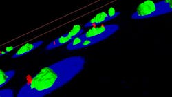 FIGURE 2. Using Volocity 6.0, researchers can analyze three-dimensional images of many cells at once. For example, this software lets a researcher define and measure cells, organelles or other biological structures, and the relationships between them. FIGURE 2. Using Volocity 6.0, researchers can analyze three-dimensional images of many cells at once. For example, this software lets a researcher define and measure cells, organelles or other biological structures, and the relationships between them.