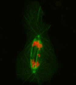 FIGURE 2. A super-resolution microscopy image of Drosophila S2 cell expressing GFP-histone 2B and Cherry-tubulin was acquired using ASI&apos;s RAMM system with the company&apos;s PZ-2150 piezo stage and CRISP autofocus system, as well as Micro-Manager software. During the acquisition, images were taken at 15-second intervals; at each time point, a z-stack of five slices (with 2 &mu;m intervals) was acquired. Exposure time was 50 ms, and total time to acquire a single time point was 500 ms.