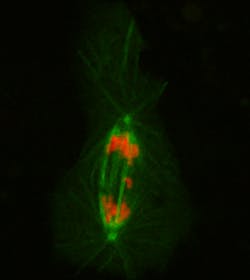 FIGURE 2. A super-resolution microscopy image of Drosophila S2 cell expressing GFP-histone 2B and Cherry-tubulin was acquired using ASI's RAMM system with the company's PZ-2150 piezo stage and CRISP autofocus system, as well as Micro-Manager software. During the acquisition, images were taken at 15-second intervals; at each time point, a z-stack of five slices (with 2 μm intervals) was acquired. Exposure time was 50 ms, and total time to acquire a single time point was 500 ms. FIGURE 2. A super-resolution microscopy image of Drosophila S2 cell expressing GFP-histone 2B and Cherry-tubulin was acquired using ASI's RAMM system with the company's PZ-2150 piezo stage and CRISP autofocus system, as well as Micro-Manager software. During the acquisition, images were taken at 15-second intervals; at each time point, a z-stack of five slices (with 2 μm intervals) was acquired. Exposure time was 50 ms, and total time to acquire a single time point was 500 ms.