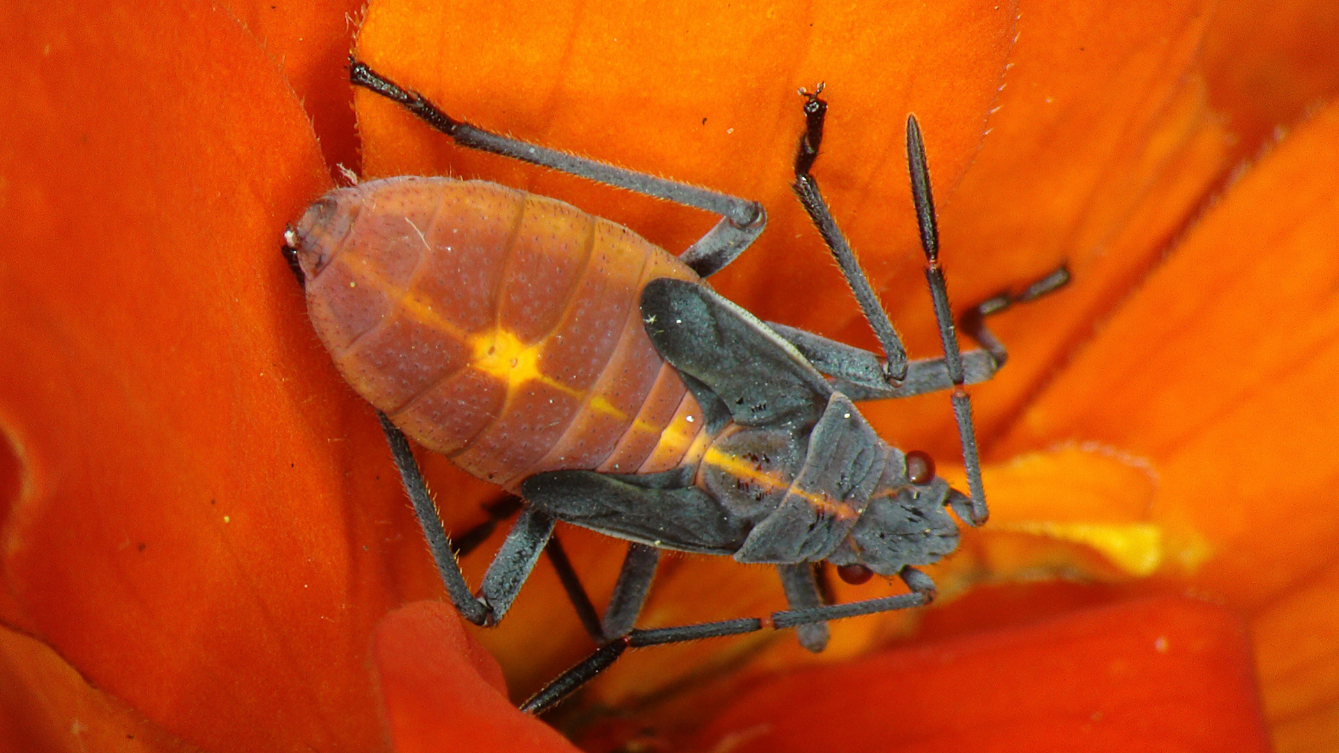 FIGURE 1. Scientists can create incredible images with high-definition (HD) systems, such as a HD camera and microscope adapter from Martin Microscope Company.